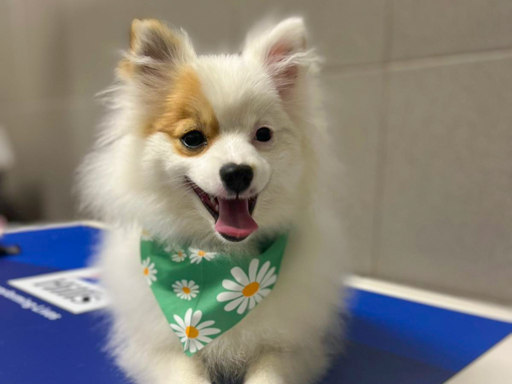 Pet Grooming